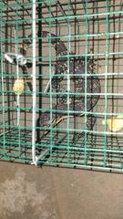 Varanus salvator bivittatus