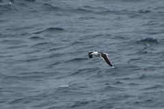 Larus marinus