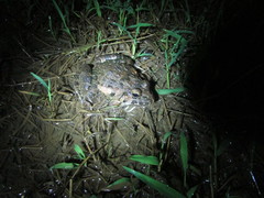 Fejervarya cancrivora