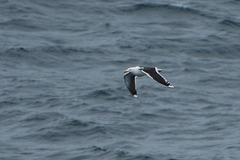 Larus marinus