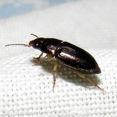 Selenophorus