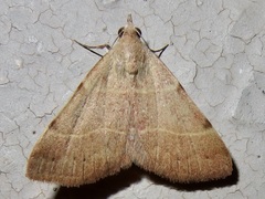 Hemeroplanis rectalis
