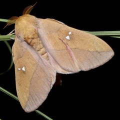 Syssphinx montana