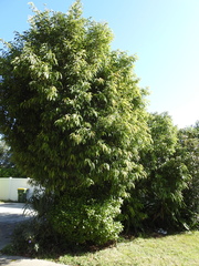 Ficus maclellandii