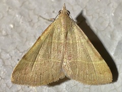Hemeroplanis rectalis