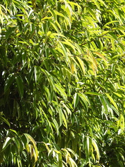 Ficus maclellandii