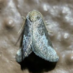 Cryptophobetron oropeso