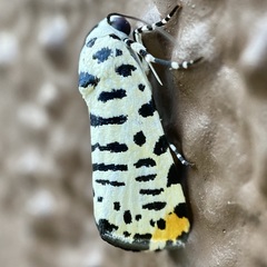 Tarache idella