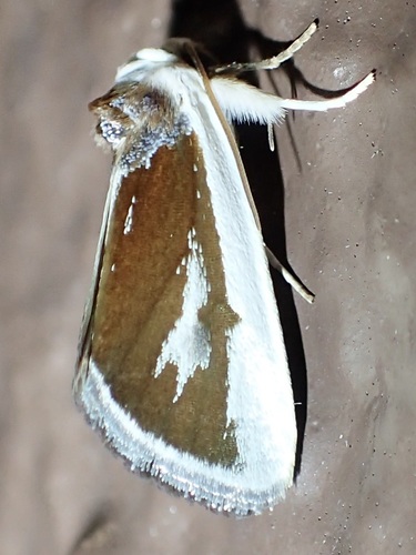 Poetry Moth photo 3