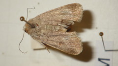 Caradrina aspersa