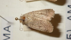 Caradrina aspersa