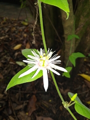 Passiflora cisnana