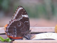 Morpho helenor achillides