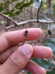 Quercus austrina
