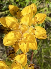 Ceratandra grandiflora