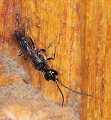 Dolichurus