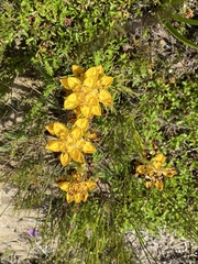 Ceratandra grandiflora