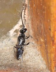 Dolichurus
