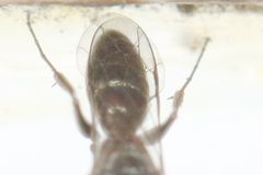 Dolichurus