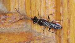 Dolichurus