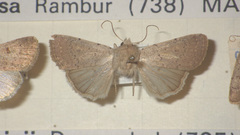 Caradrina aspersa