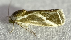 Ponometia alata