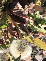 Taraxacum