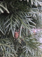 Araneus