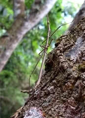 Proscopiidae