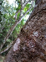 Proscopiidae