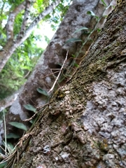 Proscopiidae
