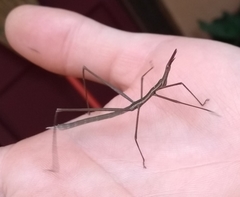 Proscopiidae