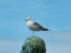 Larus canus