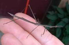 Proscopiidae