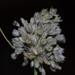 Allium antiatlanticum image