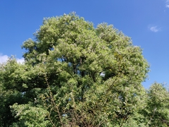 Salix tetrasperma