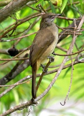 Pycnonotus conradi