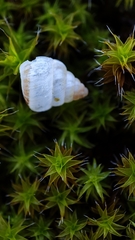 Cochlicella conoidea