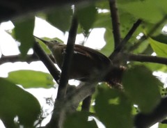 Cantorchilus longirostris