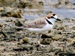 Charadrius peronii