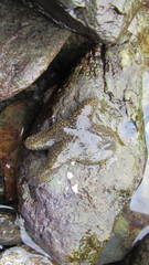 Anasterias antarctica