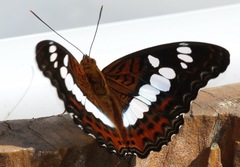 Moduza procris milonia