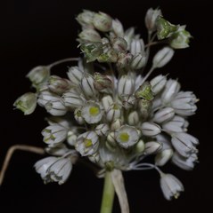 Image of Allium antiatlanticum