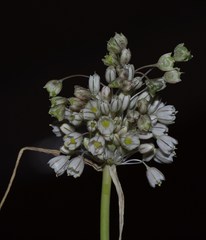 Allium antiatlanticum image