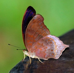 Terinos clarissa malayanus