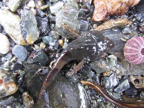 Magellan plunderfish (Harpagifer bispinis) — Harpagiferidae — 4