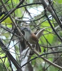 Pheugopedius genibarbis