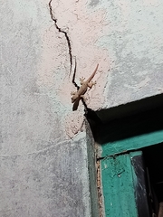 Hemidactylus platyurus