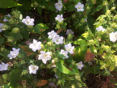 Strobilanthes ixiocephala
