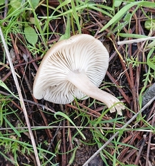 Clitocybe vibecina